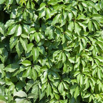 Green leaves background