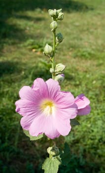 Bright pink flower on a green background