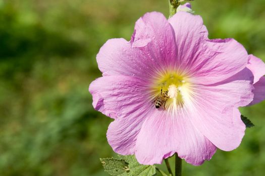 Bright pink flower with bee on a green background