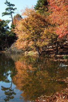 Reflections of leaves on the water during the fall