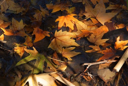 beautiful autumn foliage