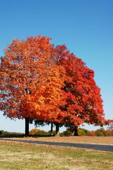 trees in the fall of the year