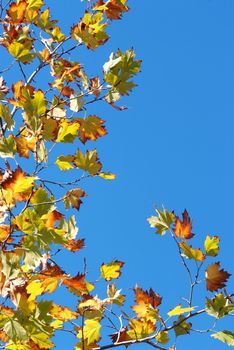 beautiful autumn foliage