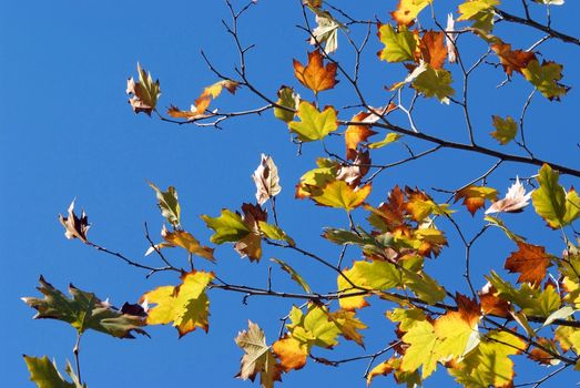 beautiful autumn foliage background