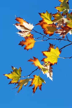 beautiful autumn foliage