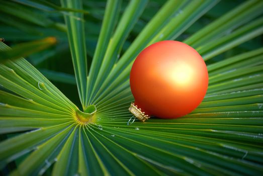 Christmas ornaments located on the palm tree leaf  - it is green winter.