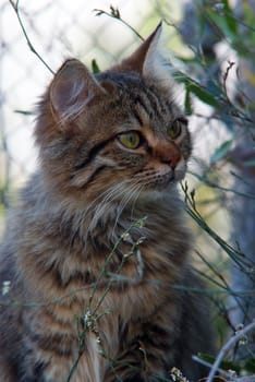 lovely furry street kitten