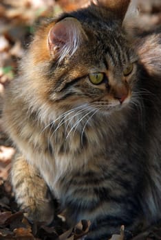 lovely street kitten