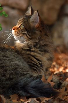 lovely street cat