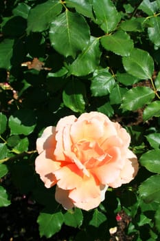 Orange rose flower close up on a sunny day.
