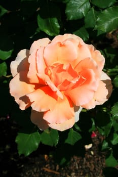 Orange rose flower close up on a sunny day.
