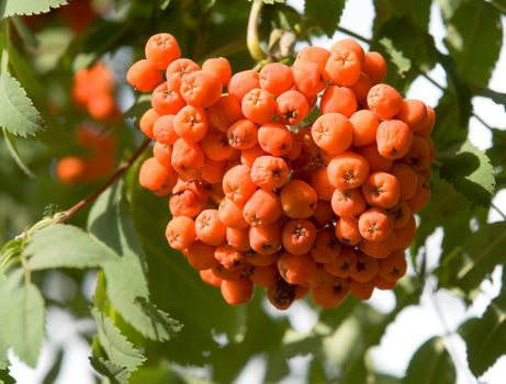 Rowan. Red mountain ash close-up