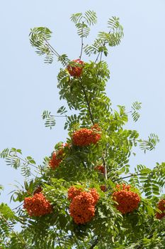 Rowan. Red mountain ash. Blue sky background.
