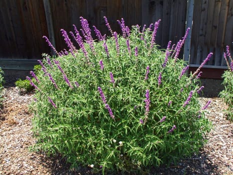 Ornamental shrub with purple flowers on a sunny day.