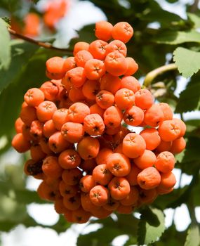 Rowan. Red mountain ash close-up