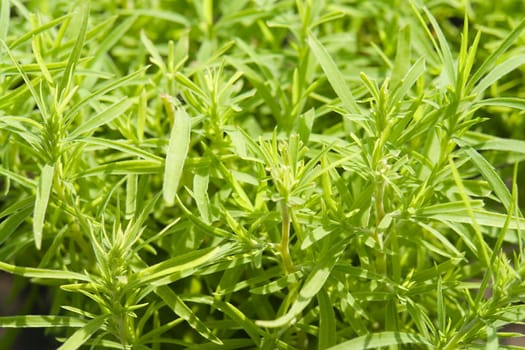 Texture. Juicy green leaves of meadow plants.