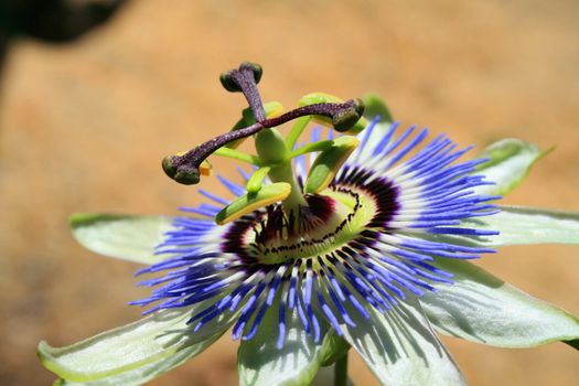 Close up of a passion flower.
