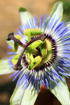 Close up of a passion flower.
