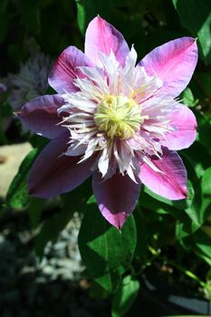 Close up of a passion flower.
