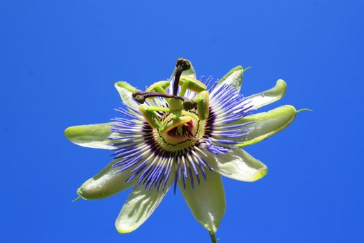 Close up of a passion flower.
