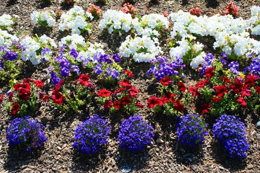 Petunia and lobelia flowers on a sunny day.
