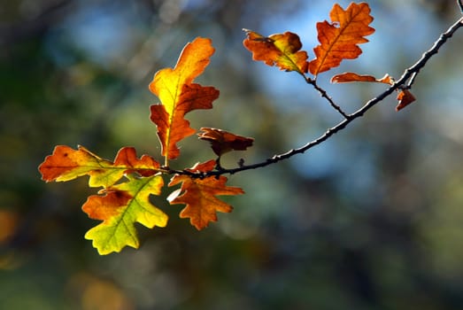 beautiful autumn foliage