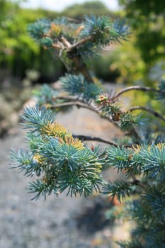 Green pine tree on a sunny day.
