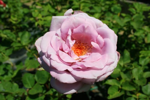 Pink rose flower close up on a sunny day.
