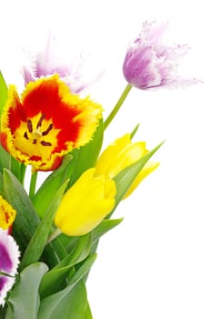 bouquet of the tulips on white background