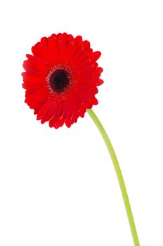 red gerbera flower closeup on white background