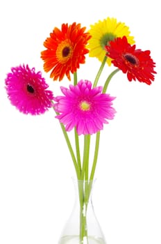 colorful gerberas on white background