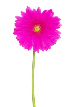 red gerbera flower closeup on white background