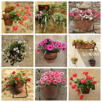 collage of flowers in pots, Tuscany