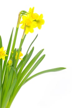 Yellow narcissus on a white background