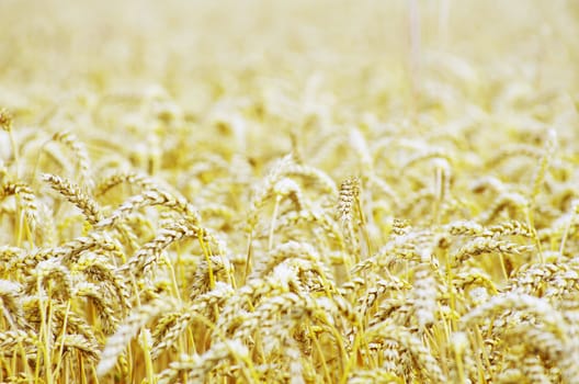 golden wheat field in summer