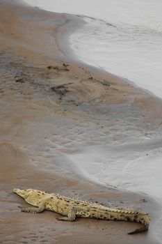 Crocodile resting at the riverbank in Costa Rica