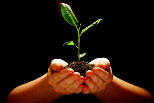 Hands holding sapling in soil on black