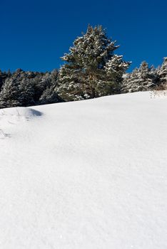 winter landscape snow tree seasonal copy space