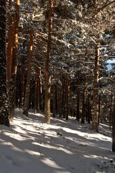 winter snow and ice on forest tree seasonal 