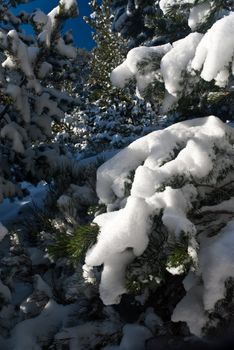 Frozen tree snow detail close up winter cold seasonal