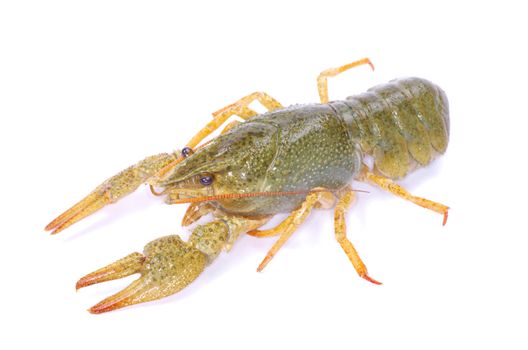 crawfish on a white background
