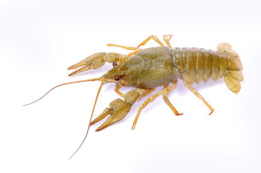 crawfish on a white background