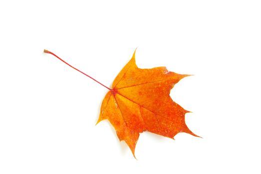 autumn maple leaf isolated on white background