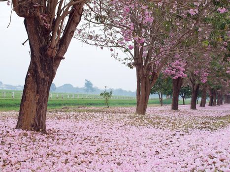 Pink trumpet tree blooming in countryside with farmland on backside(Tabebuia rosea, Family Bignoniaceae, common name Pink trumpet tree, Rosy trumpet tree, Pink Poui, Pink Tecoma)