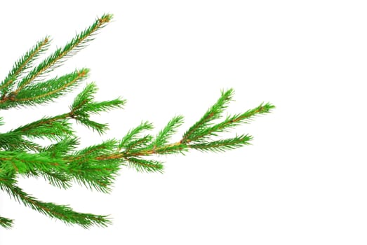 fir tree branches christmas decoration on white