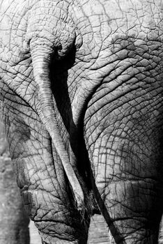 Elephant back detail skin black and white grey
