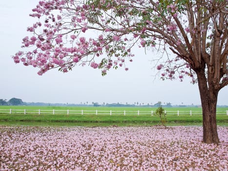 Pink trumpet tree blooming in countryside with farmland on backside(Tabebuia rosea, Family Bignoniaceae, common name Pink trumpet tree, Rosy trumpet tree, Pink Poui, Pink Tecoma)