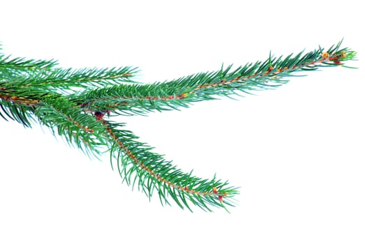 fir tree branches christmas decoration on white