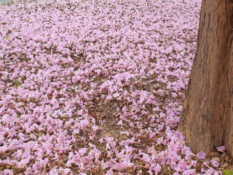 Flower of pink trumpet tree falling on ground(Tabebuia rosea, Family Bignoniaceae, common name Pink trumpet tree, Rosy trumpet tree, Pink Poui, Pink Tecoma)