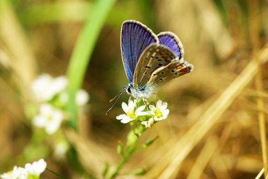  butterfly on a green leaf